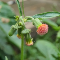 Crassocephalum crepidioides