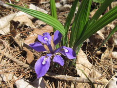 Iris rossii