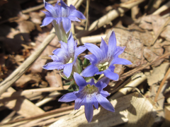 Gentiana zollingeri