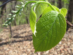 Styrax obassia
