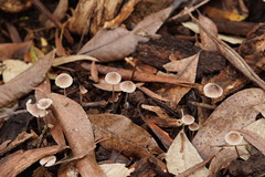 Mycena austrofilopes