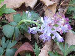Corydalis ternata