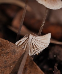 Mycena austrofilopes