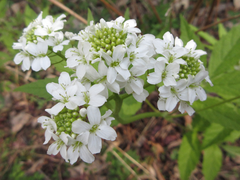 Cardamine leucantha