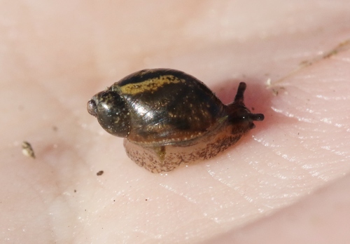 Novisuccinea ovalis observed 2017-11-28
