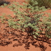Androcalva loxophylla - Photo (c) Linda, some rights reserved (CC BY-NC), uploaded by Linda