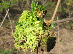Fraxinus chinensis