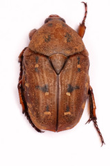 Tephraea leucomelona