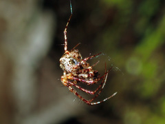 Australomimetus sennio