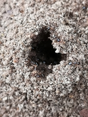 Crematogaster sordidula