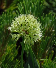 Allium victorialis