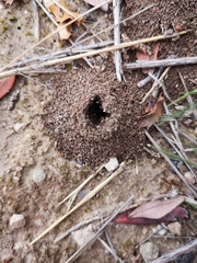 Crematogaster sordidula