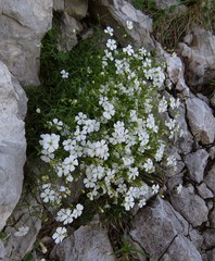 Heliosperma pusillum