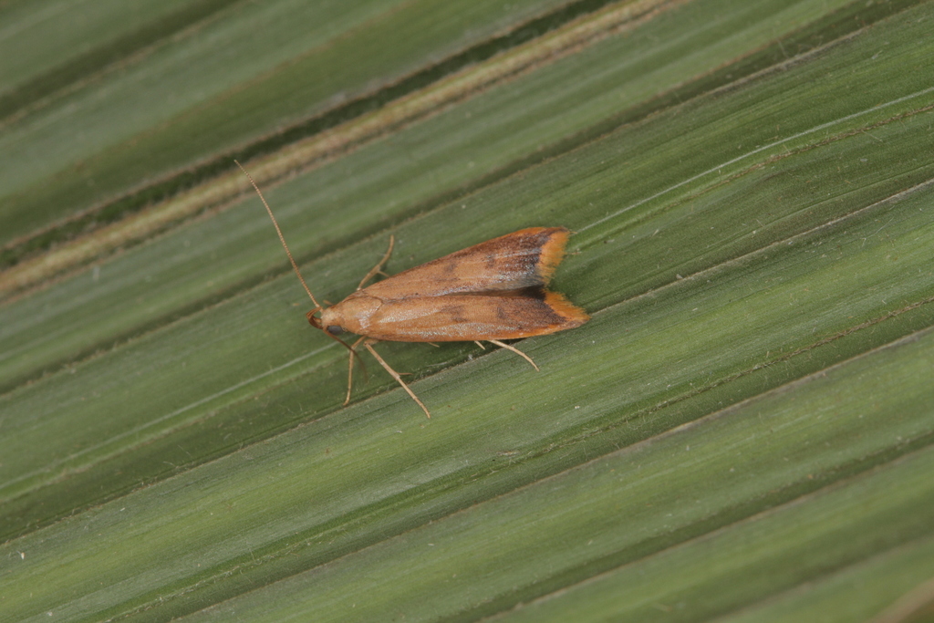 Deocloninae