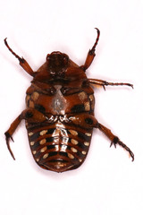 Tephraea leucomelona