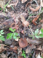 Dumontinia tuberosa