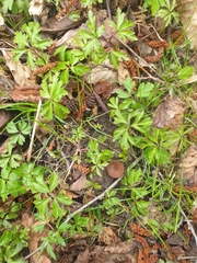 Dumontinia tuberosa