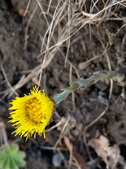 Tussilago farfara