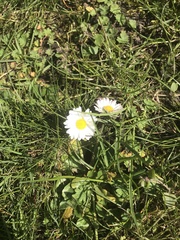 Bellis perennis