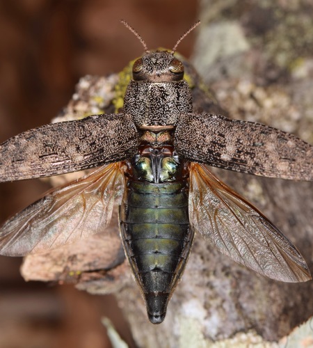 Hickory Jewel Beetle photo 2