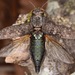 Dicerca lurida - Photo (c) skitterbug, algunos derechos reservados (CC BY), subido por skitterbug