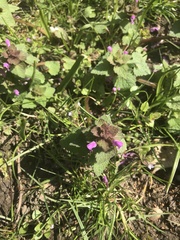 Lamium purpureum