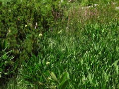 Allium victorialis