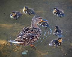 Anas platyrhynchos