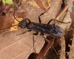 Priocnemis nigripes