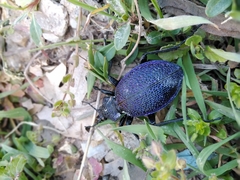 Carabus scabrosus