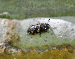 Glischrochilus hortensis