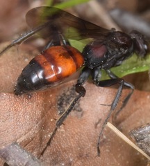 Priocnemis nigripes