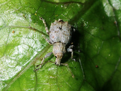 Chalepistes costifer