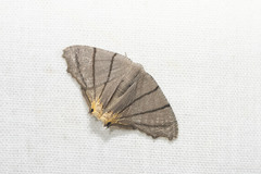 Orudiza protheclaria