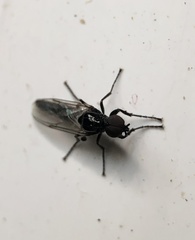 Diptera