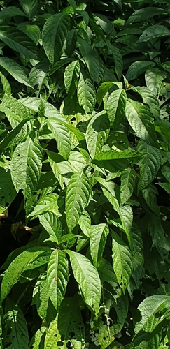 Redlips (Metarungia pubinervia)