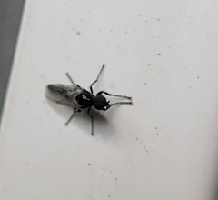 Diptera