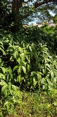Metarungia pubinervia