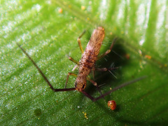 Paronellidae