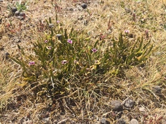 Carmichaelia corrugata