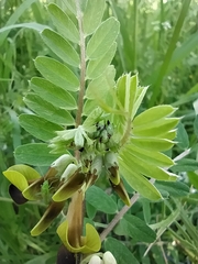 Vicia melanops