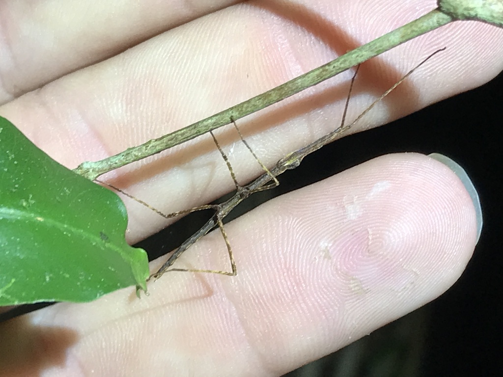 Onchestus ripperae