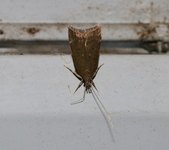 Torodora gemella