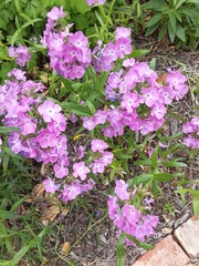 Phlox pilosa
