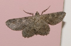 Cleora repulsaria