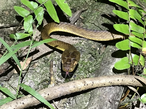 Brown Tree Snake sighting