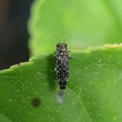 Agrilus occipitalis