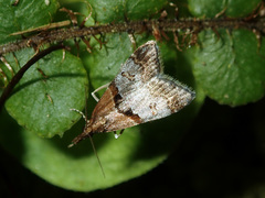 Antiscopa epicomia