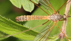 Tipula submarmorata