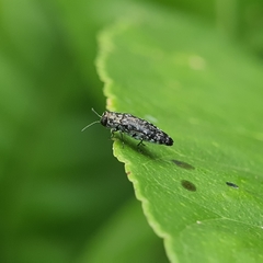 Agrilus occipitalis